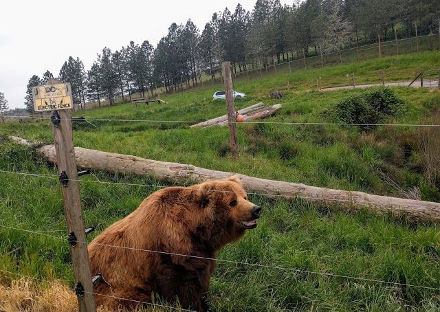 Wildlife Safari