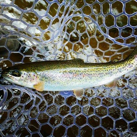 Henry Creek High Country Guides