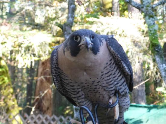 Cascades Raptor Center