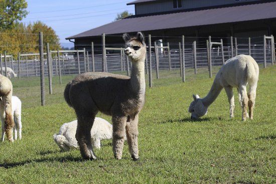 Alpacas at Marquam Hill Ranch
