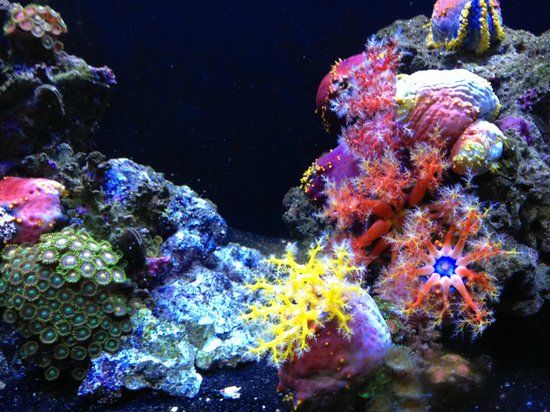 Portland Aquarium